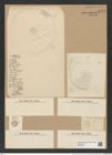 Endictya oceanica Ehr. (de-Toni-Nr.: Genus 196, Species 4805) Zeichnungen Sammlung Grunow Nr. 8470 (NHMW-BOT-W0377923)